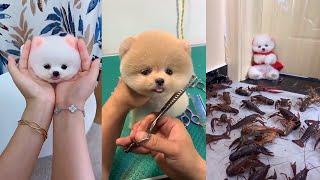 Забавный милый шпиц тик ток  | Chó Phốc Sóc Mini Tik Tok Funny Pomeranian Videos #1