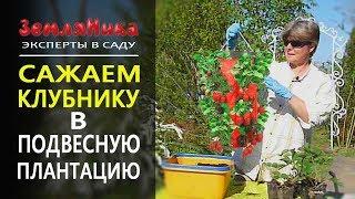 Увеличение урожая клубники в 2-3 раза. Сокращение места и зависть соседей. 0+