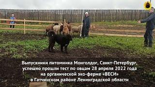 Выпускники питомника Монголдог успешно прошли тест по овцам 28 апреля 2022