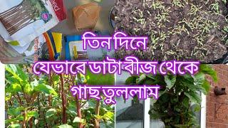 How to grow Amaranth/Data shak from seed only 3 days| তিন দিনে বীজ থেকে যেভাবে  ডাটা শাক তুলবেন