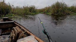 Гриби та риболовля за один день: Пригоди на природі