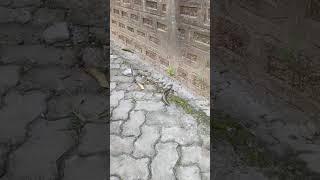 SUN SKINK