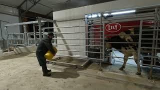 First Cow Milked in Our WeCover, Lely Robot Barn! October 1, 2024