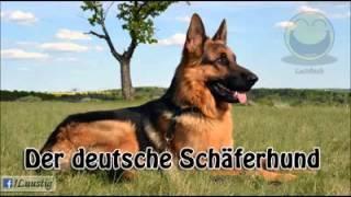 Ein Deutscher Schäferhund