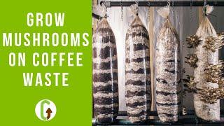 How To Grow Mushrooms On Coffee Grounds (Step By Step) | GroCycle