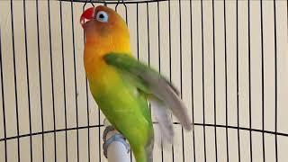 NAIK KAN EMOSI LOVEBIRD AMPUH MEMANGGIL NGETIK NGEKEK PANJANG JADIKAN LOVEBIRD MANAPUN IKUTAN NGEKEK