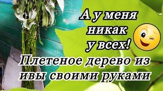 Русская ива! Плетение дерево из ивы своими руками бесплатно