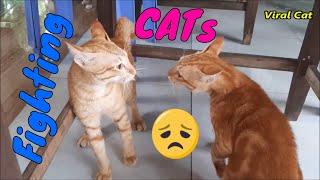Cats Fighting and Meowing @n39vlog - These Two are Bloody Brothers | Viral Cat