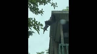 Raccoon Stops Baby From Falling