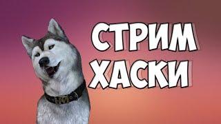 100 ЧАСОВОЙ СТРИМ ПО КС ГО CS:GO ХАСКИ ИГРАЕТ НА СТРИМЕ, БЕСПЛАТНЫЙ ПИАР НА СТРИМЕ!!