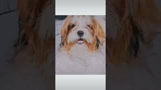 Our FurBaby Coco the ShihTzu. We woof you so much  #shorts