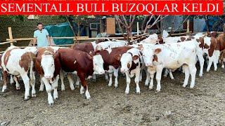 CHEMPION N_1 SEMENTALL BULL BUZOQLAR KELDI LEKIN BUNAQASI KAMDAN KAM