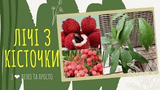 ЛІЧІ з КІСТОЧКИ : як виростити.  Догляд за ЛІЧІ в домашніх умовах 