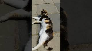 Полосатый хвост кувыркается  Смешные коты  Nice calico cat  Funny cats  Animals Memes Nature Pet