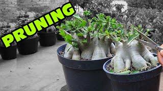 The Right Time For Pruning Adenium Plants. ( Subtitle ) Desert Rose Bonsai