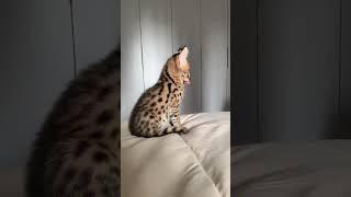 Serval Kitten Squeeks !