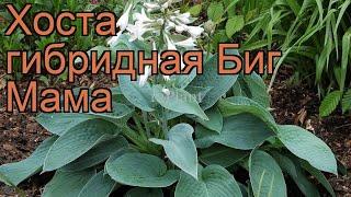 Хоста гибридная Биг Мама (hosta hybrida big mama)  обзор: как сажать, рассада хосты Биг Мама