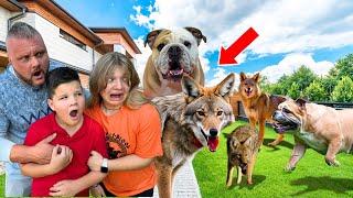 OUR DOG attacked a VICIOUS COYOTE!   *Security Footage*