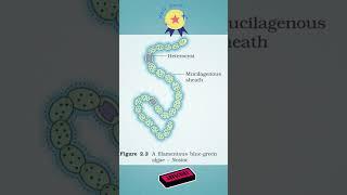 NCERT Diagram 02