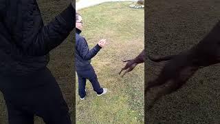 Метис Нэтта - флипы, начало  #dogfrisbee #dogtraining #sportmix #discdog