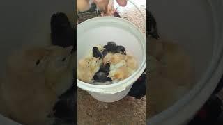 #sussexfancypoultry  hatched day feeling excited at Sussex Fancy Poultry #blackaustralorp #chicken