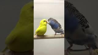 Budgie Breeding and Mating Sounds