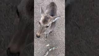 Bowing deer?? In my Japan?? It’s more likely than you think…