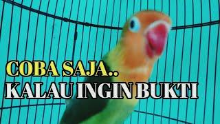 Pancingan lovebird paud & balibu latah aktif ngekek panjang di JAMIN langsung ikut ngekek