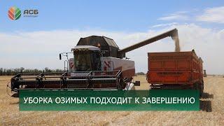 Уборка озимых 2024 подходит к завершению/Уборка пшеницы/Первые итоги уборки/Новый сезон работы ХПП