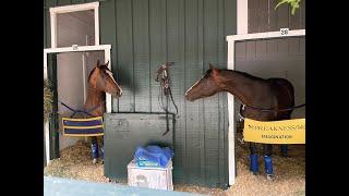 Preakness 2024 Contender Imagination at Pimlico Race Course