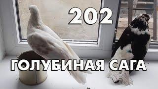 Голубиная сага - Эня и Снежинка купаются - Серия 202