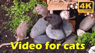 Cat TV: Tiny Mice on the Move – 3 Hours of ide & Seek Fun for Cats in Gorgeous 4K! | Catflix