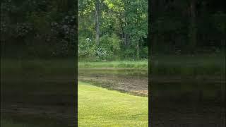 Baby deer has the zoomies! #cute #fawn #bambi #animals #nature #wildlife #doe #running #fast