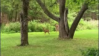 Canada da parkda ceyranlar