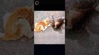 Cat vs. Turtle Showdown: Who Wins This Epic Street Battle?  Tell Us Below!