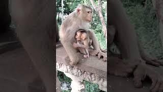 cute monkey moken