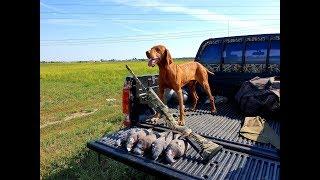 Охота на вяхиря в подсолнухе, сам в поле, мой лучший друг, pigeon hunting