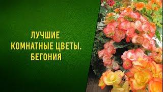 Лучшие комнатные цветы  Бегония