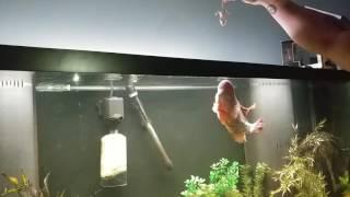 FLOWERHORN CICHLID EATS MOUSE