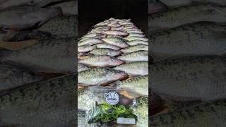 Loading the Boat With Fish!! #countrymusic #music #viralvideo #fishing #crappie