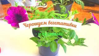 Черенкуем вегетативку