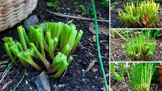 How To Harvest Chives - Cut and Come Again