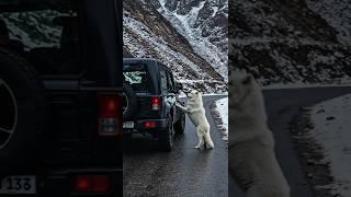 Animal warning to humans #dogs #rescue #animals #wolf