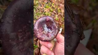 Сыроежка остроедкая, желтеющая или сардониксовая. Russula sardonia. Mushroom. Fungi 