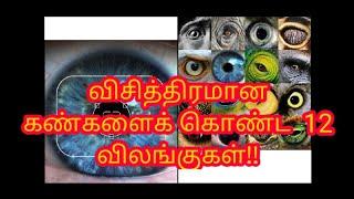 விலங்குக் கண்களின் சுவாரஸ்ய தகவல்கள்/Interesting facts of Animal eyes | Abira Rasalingam