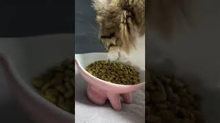 Hungry cat. he’s always hungry.  (Nuka)  #shorts