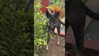 What inside the bust.#dog