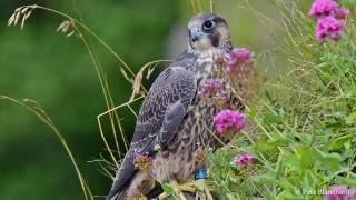 Wildlife Trusts  Yes to Wildlife   Avon