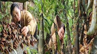 Full video: Harvesting bamboo shoots, snails, lychees, gifts from the mountains and forests.