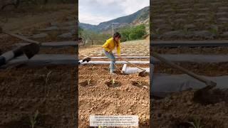 A Scene of Mulching Work  #farming #work #agriculture